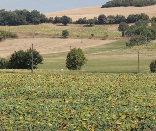 Les treilles d'en Peyre Nogaret france