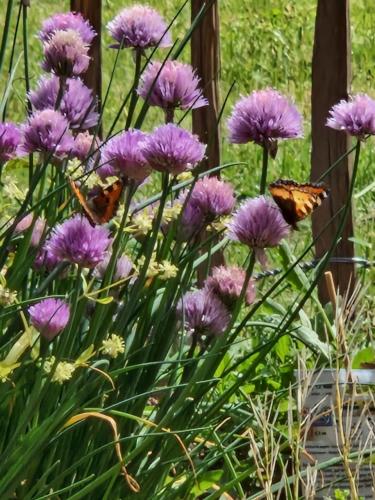 Maison d'hôtes Lodge 1854 Murlenbacherstrasse 1 Densborn