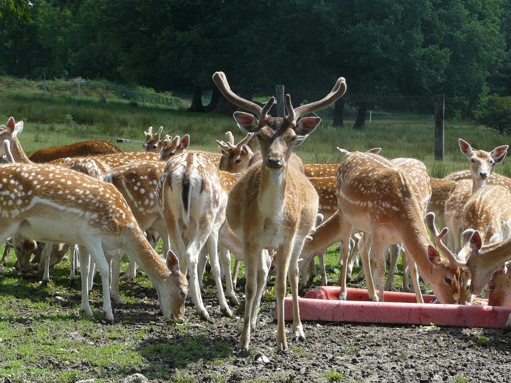 Ecolodge Beauregard 89520 Treigny