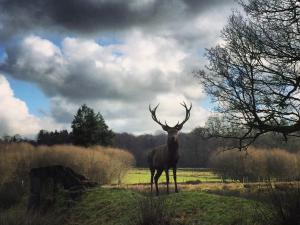 La Tiny du Parc : Saint Symphorien des Monts