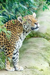 Parrot World - Les Lodges