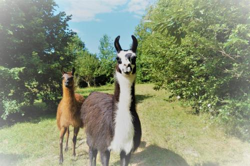 Loire Valley Llama Farm Stay Lavernat france
