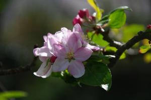 A l'Ombre des Pommiers