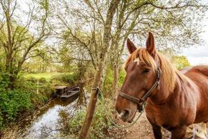 cavalibre-mesquer