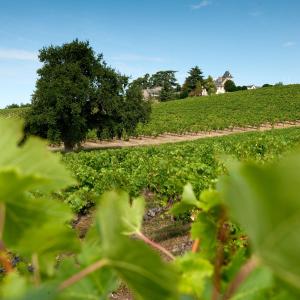 Maison d'hôtes Domaine de la Soucherie - Chambres d'hôtes La Soucherie 49750 Beaulieu-sur-Layon Pays de la Loire