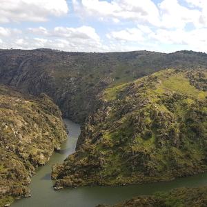 Flor Do Douro