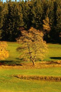 Gasthof Schwarzwaldtanne