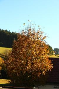 Gasthof Schwarzwaldtanne
