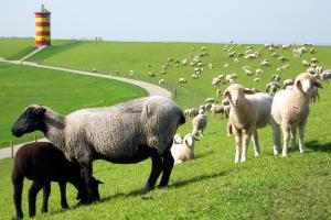 Hotel Ostfriesland garni