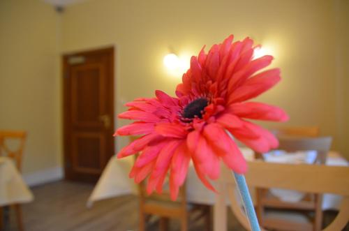 Hotel Villa Kisseleff