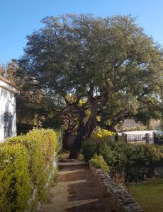 L'enclos du vieux chêne
