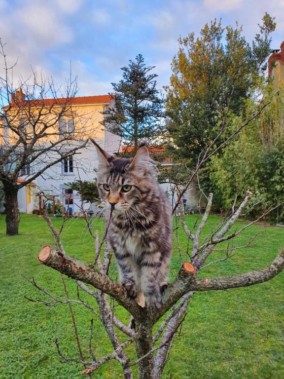 La Maison du Main Coon 9 Rue du Général Leclerc, 44400 Rezé