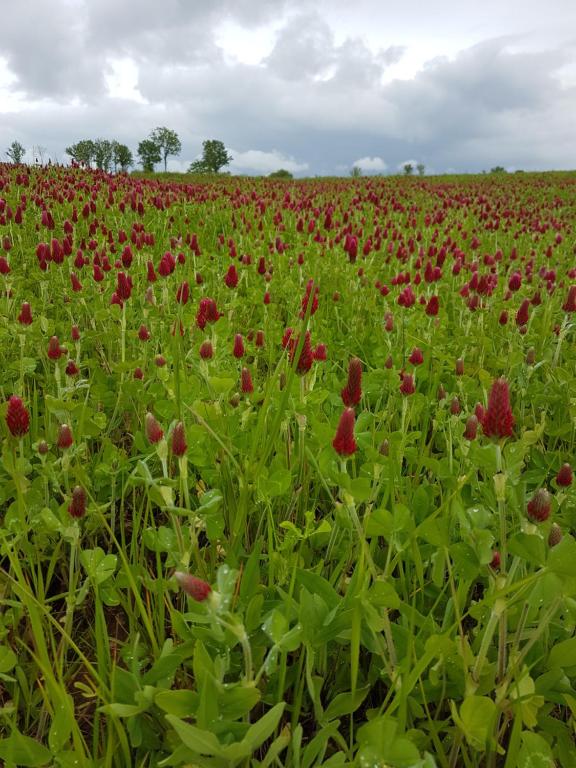 Maison d'hôtes La THIBAUDIERE Glycine 16 La Faye 87230 Châlus