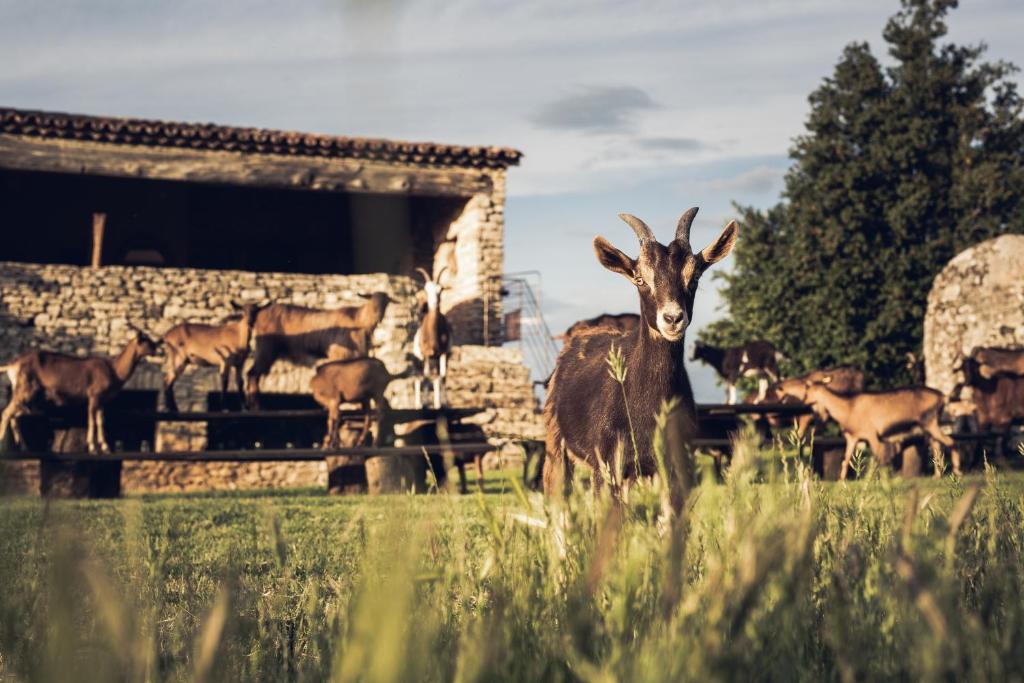 Le Domaine du Castellas route de saignon, 84400 Sivergues