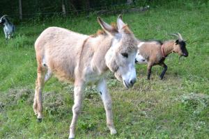 Maison d'hôtes Le Paradis des Animaux 209 Chemin du Vallon 38500 Coublevie Rhône-Alpes