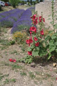 Le Petit Labouret