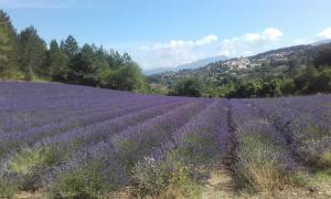 Maison d'hôtes Le petit Ventoux Le petit Ventoux 266B chemin du gres haut 84340 Malaucène Provence-Alpes-Côte d\'Azur