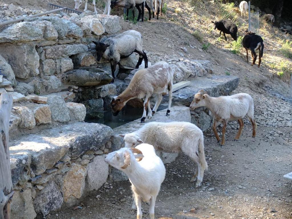 Les Bergeries \ lieu-dit sainte croix, 20236 Omessa