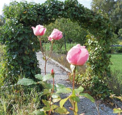 Les Trois Roses