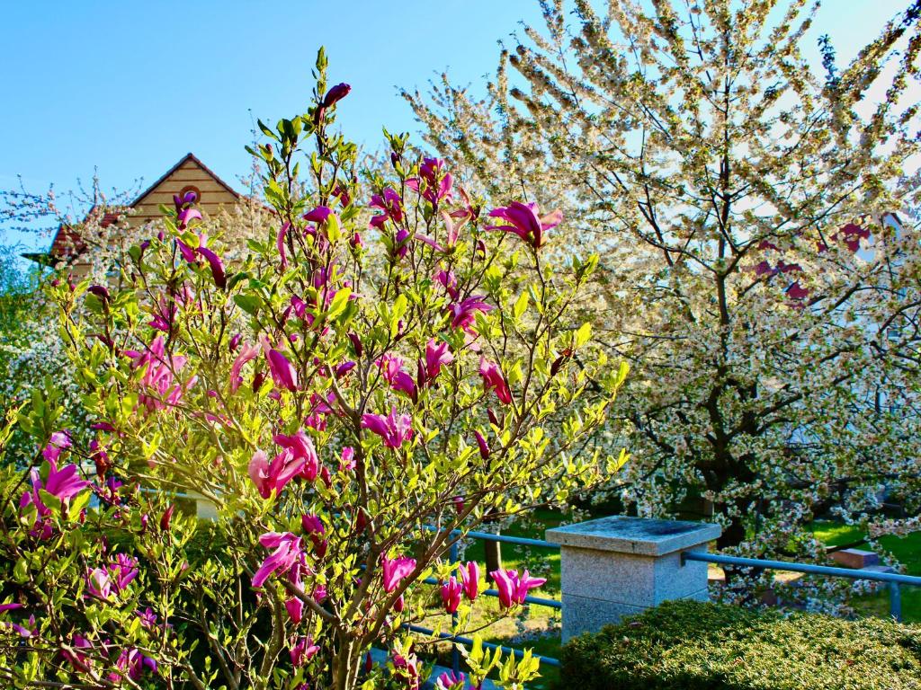 Pension Kurhausblick Brinkstr. 26, 06485 Bad Suderode