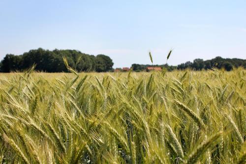 Pension zum Butterpatt