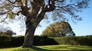 Quinta das Malvas - Quinta de Santa Luzia