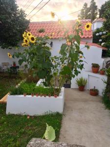 The Azores Homestead