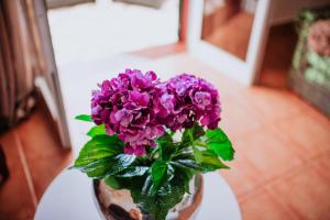 Villa Amore Accommodation