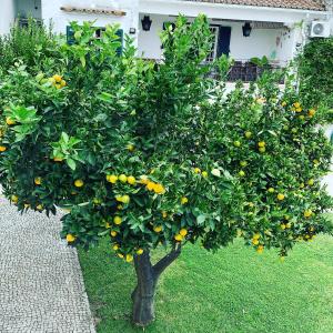 Vintage Guest House - Casa do Escritor