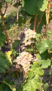 Wein- und Gästehaus Genetsch