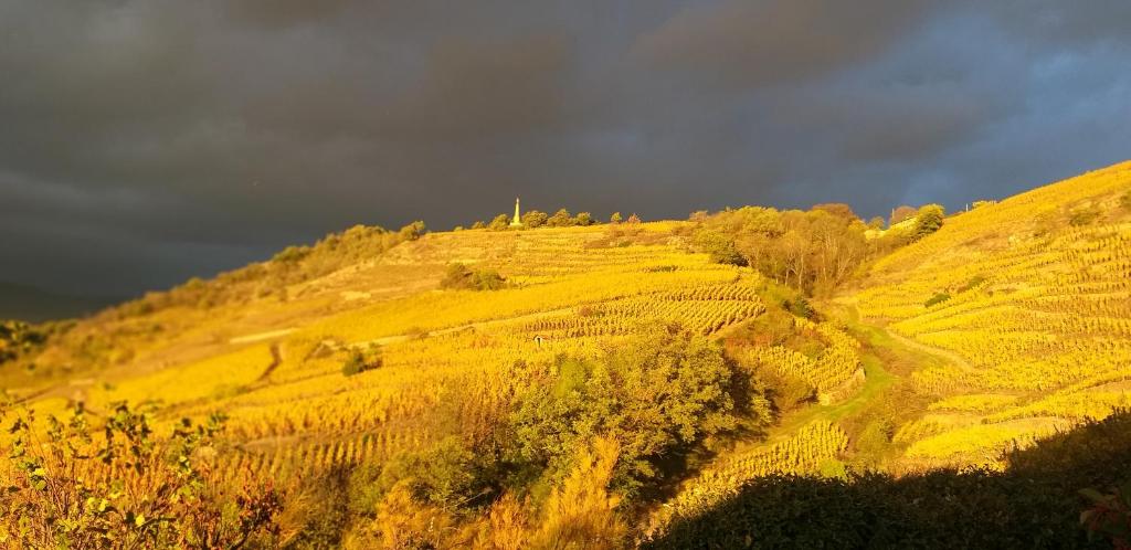 Wine Passion Panoramic 28 Chemin Des Vignes, 42410 Chavanay