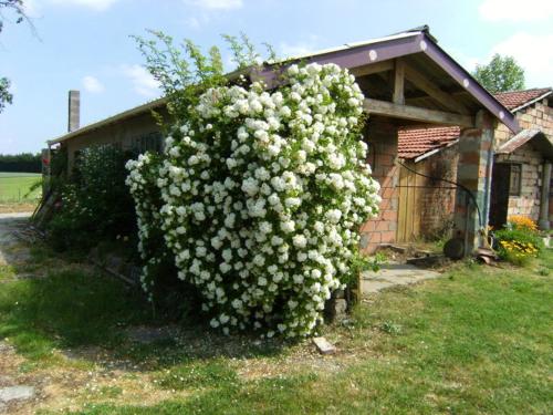 Maison de 3 chambres avec piscine partagee jardin clos et wifi a Moissac Moissac france