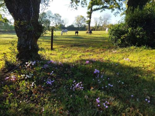 Maison de campagne au cœur d'un élevage de poneys connemara Le Landreau france