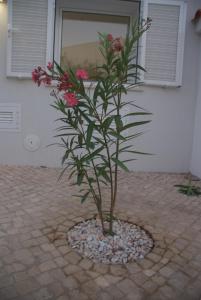 Alfamar2108