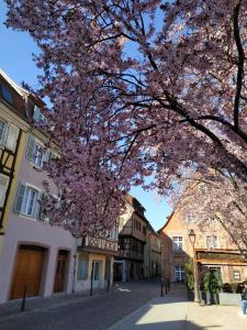 Maison de vacances AU brochet 5 Rue de la Poissonnerie 68000 Colmar Alsace