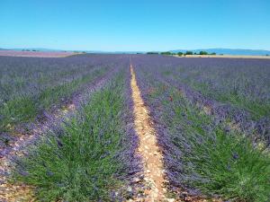 Maison de vacances Au pays de la lavande... Ancien Chemin Ancien Chemin d'Allemagne 04210 Valensole Provence-Alpes-Côte d\'Azur