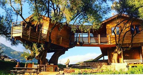 Cabane Dans les Arbres