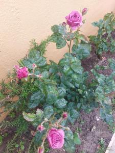 Casa das Rosas