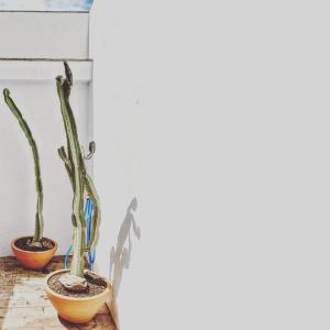 Casa dos cactUUs Tavira