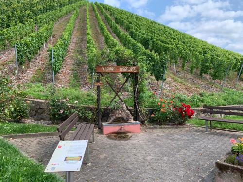 Count von Hatzfeld mit Moselblick