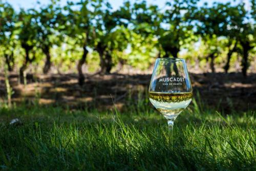 Dépendance chaleureuse dans le vignoble nantais