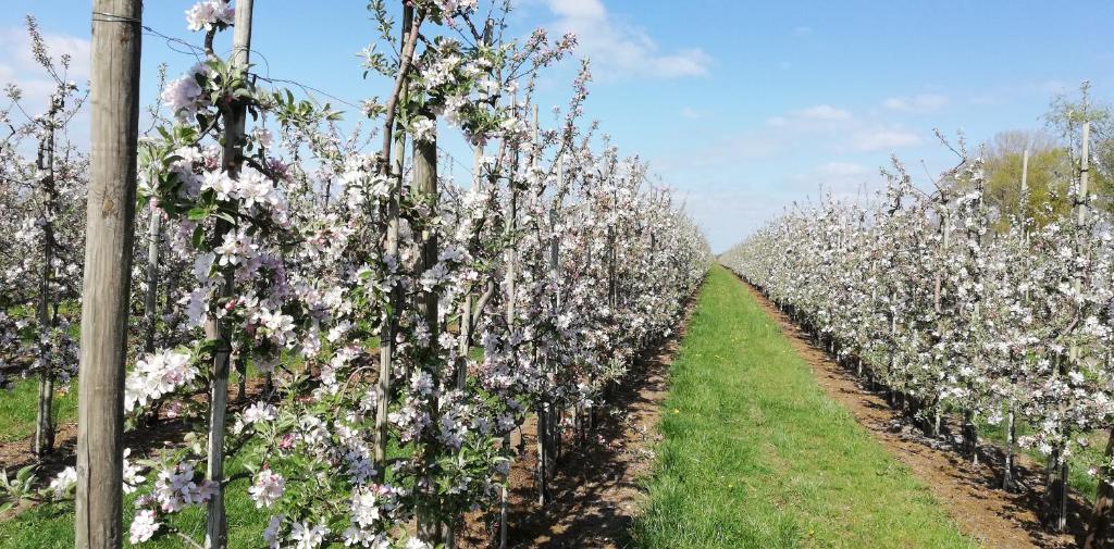 Ferienhaus Apfelblüte Feriendorf Altes Land 118, 21723 Twielenfleth