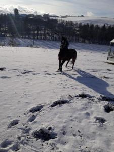 Ferienhaus Landliebe- Familienurlaub in der Eifel