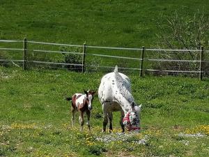 Ferienhaus Landliebe- Familienurlaub in der Eifel