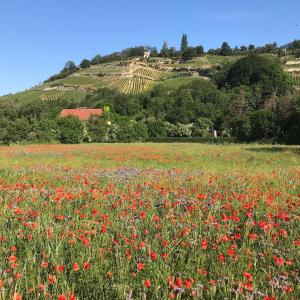 Maison de vacances Ferienhaus Portugieser auf dem Weinberg Weinberge 75 06618 Naumbourg Saxe-Anhalt