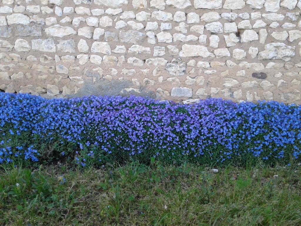 Maison de vacances Fleur Du Soleil Le Grand Maine 3 Bis Impasse de la Donne 17500 Agudelle