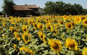 Maison de vacances Gîte d'en Pouillac Lieu dit en Berduquet Impasse en Pouillac 31470 Saint-Thomas Midi-Pyrénées