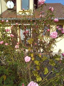 gîte des Hortensias