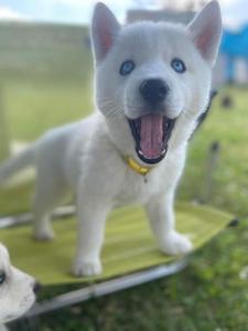 gite des huskys