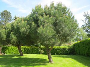 Maison de vacances Gîte des Pins Penchés 10 Route d'Assigny 76630 Brunville Normandie